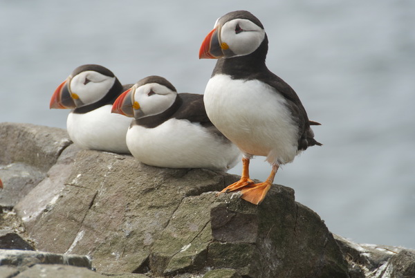 Isole Farne