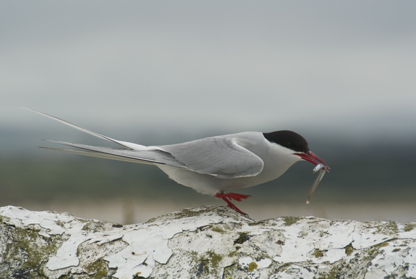 Isole Farne