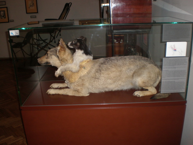 riguarda il cane a due teste di Vladimir Petrovich Demikhov, museo della medicina