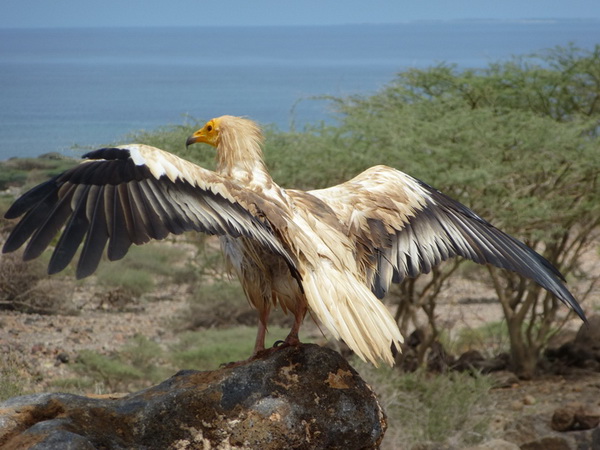 aquila che si asciuga al sole